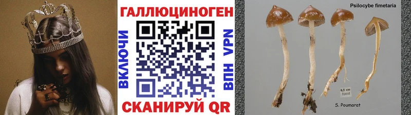 Псилоцибиновые грибы Psilocybine cubensis  Тулун 